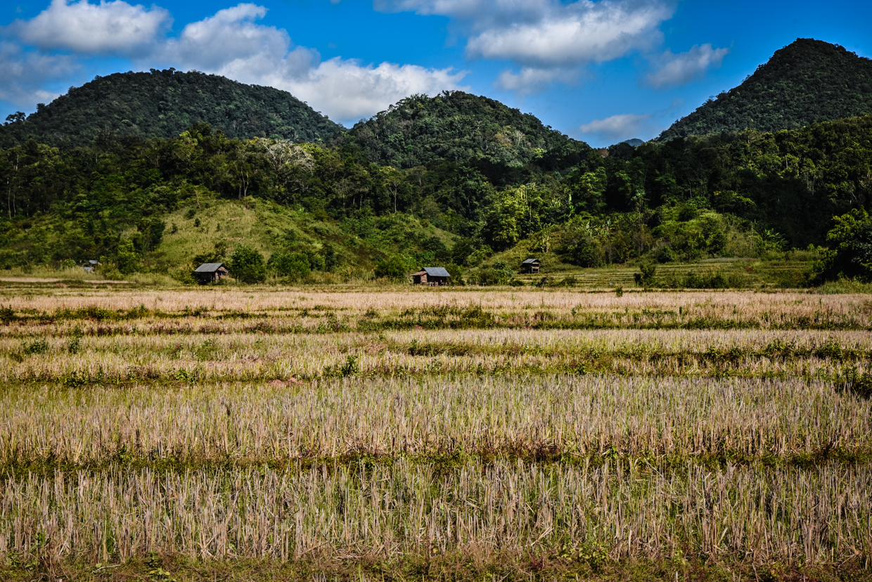 Phongsaly-culture de riz