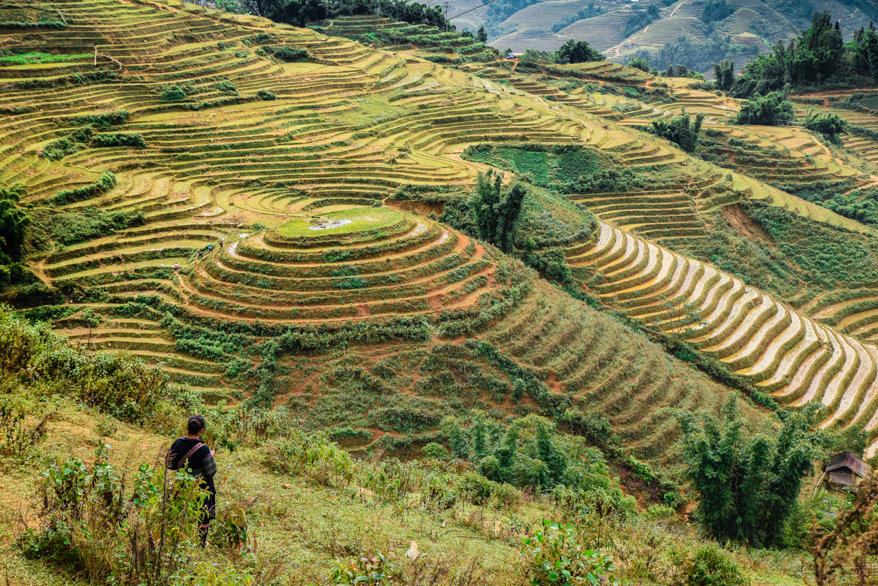Sapa-rizières