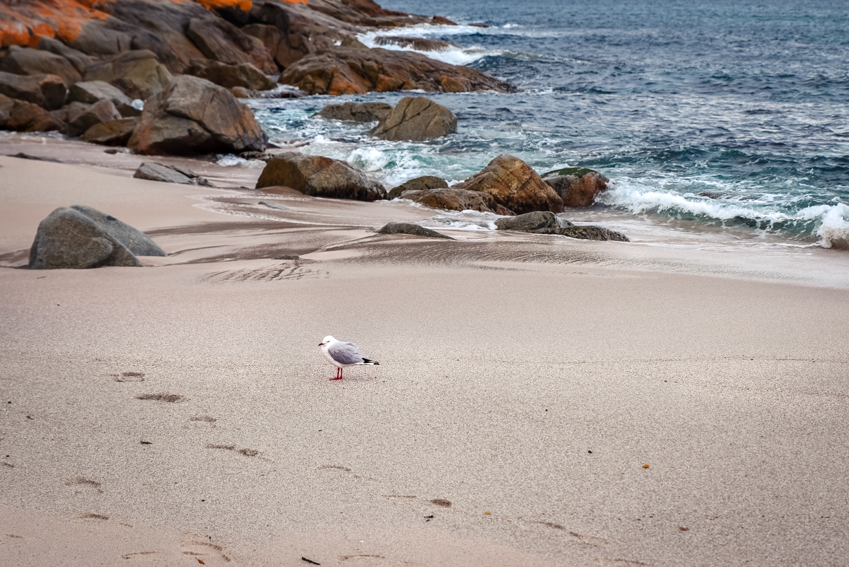 Tasmanie-plage de Wineglass Bay