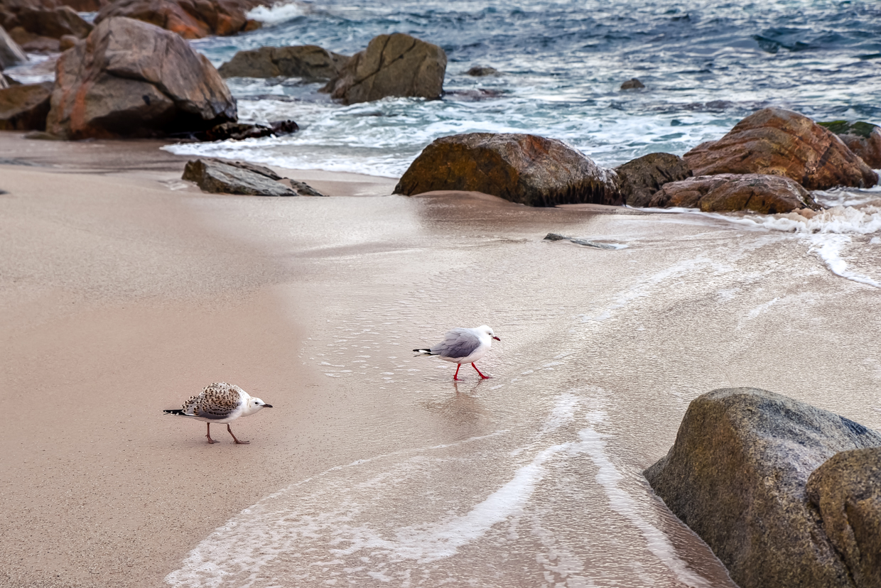 Tasmanie-plage de Wineglass Bay